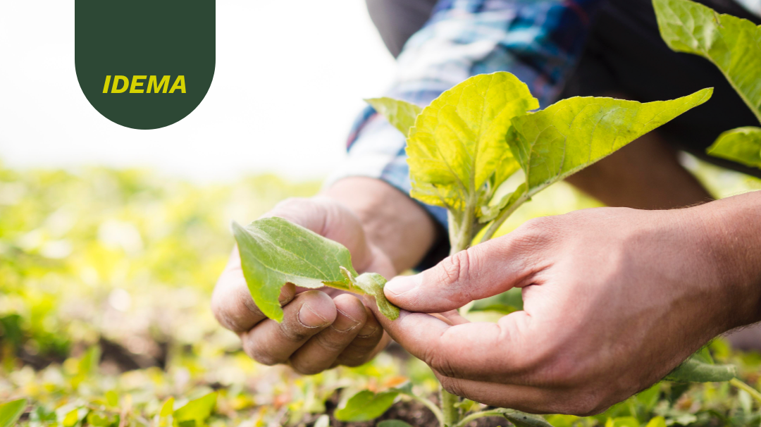 UGPP reconocerá y administrará las pensiones del Instituto de Mercadeo Agropecuario -IDEMA